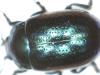 Chrysolina quadrigemina